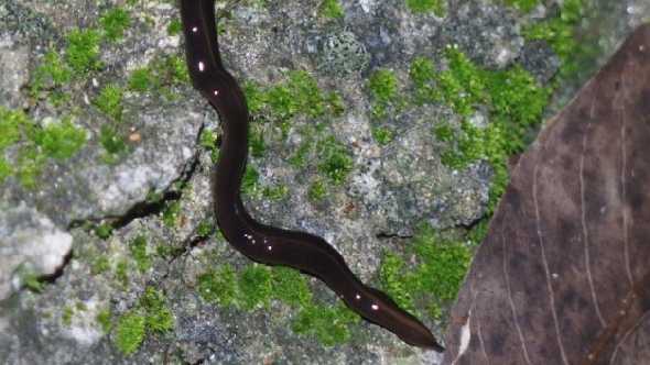 Photo of New Guinea flatworm found near Coral Gables, FL