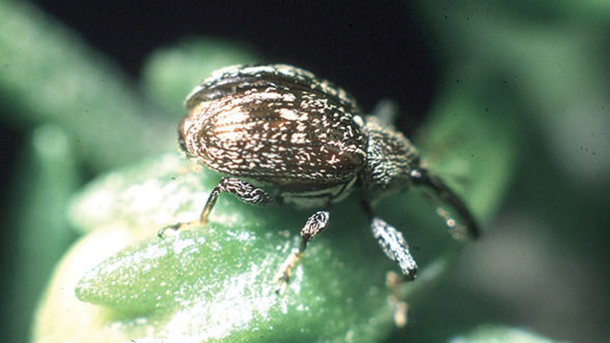 Pick Your Battles With The Pepper Weevil