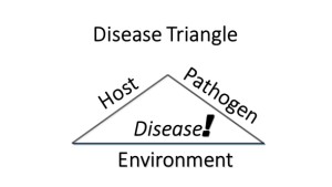 disease triangle am veg july 2015