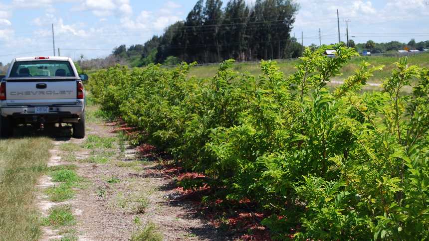 sugar apple grove in Florida