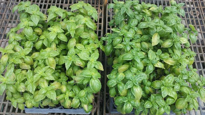 basil plants treated with red lights for downy mildew