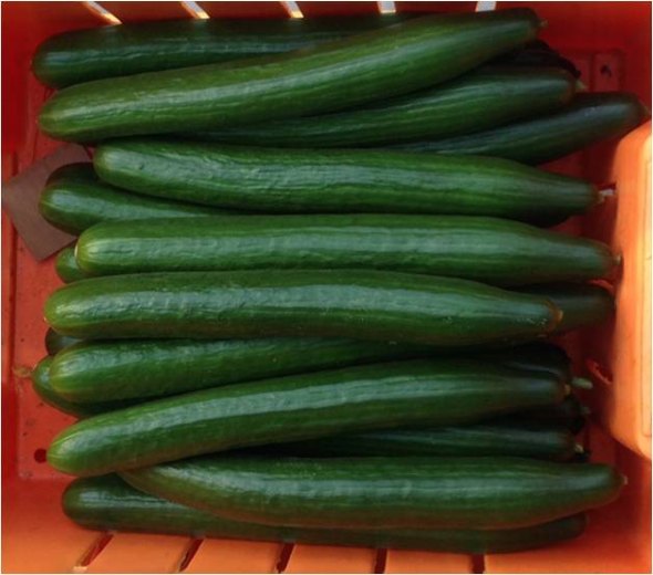 Avaya cucumber from DeRuiter
