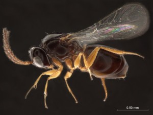 A new online resource, coauthored by an ARS scientist, will make it easier to identify and study parasitic wasps, such as this Angustocorpa wasp from South Africa (about 2.5 millimeters long). Photo credit: Matt Buffington 