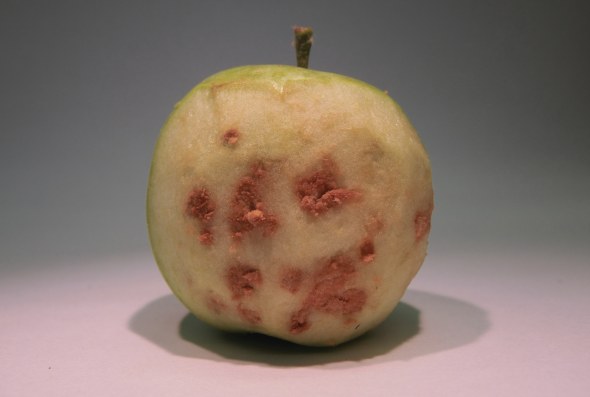 Brown marmorated stink bug can wreak plenty of havoc on fruits such as the internal damage seen this  apple. (Photo credit: Brett Blaauw, Rutgers University)