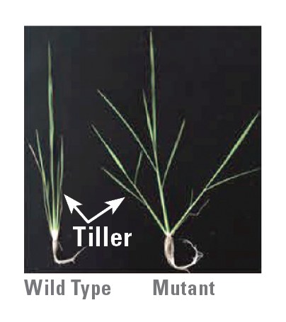 Figure 1. Targeted mutation of the rice LAZY1 gene using CRISPR/Cas9. Note the difference in tiller angle between the wild type (normal) and the mutant created by CRISPR/Cas9. Adapted from Miao et al. (2013)
