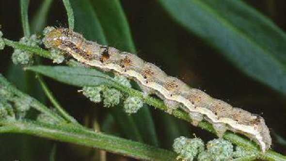 old world bollworm climbing on vegetation