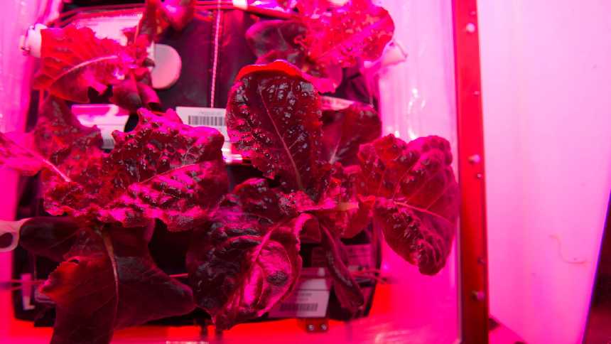 lettuce grown in the space station