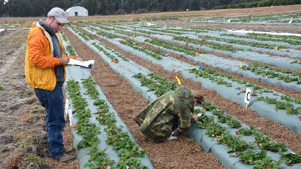 UF/IFAS researchers studying strawberries for cold protection improvement