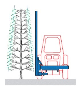 Figure 2: From the pre-formed “box” shape, shoots (in green color) grow during the season until they are hedged again in the summer. (Graphic courtesy of Mario Miranda Sazo)
