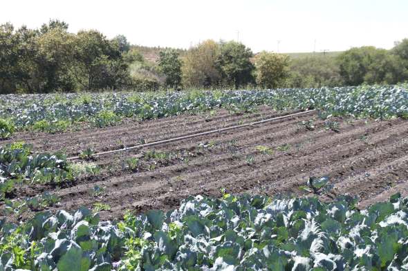 This photo shows garden symphylan damage in a broccoli field. Photo credit: Shimat Joseph