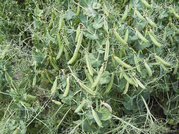 Hampton is a new edible dry pea variety that resists some of the legume crop’s most costly scourges, including pea enation mosaic virus and bean leaf roll virus. Photo by Rebecca Mcgee.
