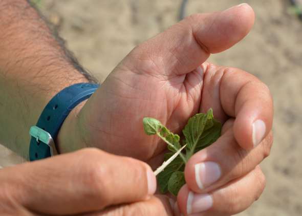 Raul Villanueva points to two tomato bugs so small they are barely visible on a sesame plant. Photo by Rod Santa Ana, AgriLife Communications 