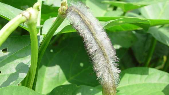 Close-up of flower blight of southern pea