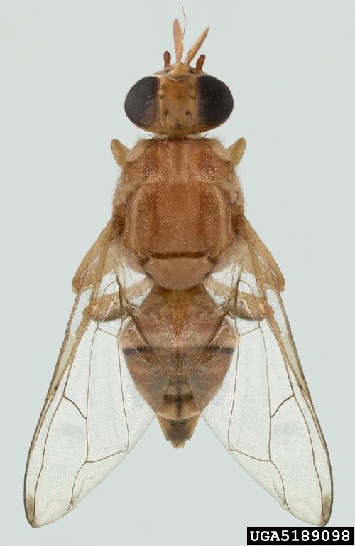 The peach fruit fly attacks a wide variety of fruits including stone fruit, citrus, tomatoes, cucumbers, and eggplant . (Photo credit: Natasha Wright, Florida Dept. of Ag and Consumer Services, Bugwood.org)