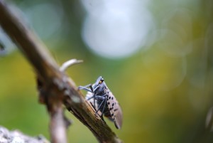 Spotted lanternfly feeding on a wild grapevine. Photo credit: Greg Hoover, Dept. of Entomology, Penn State University