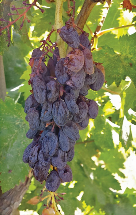 On an unreleased sport of Selma Pete the berries may dry naturally on the vine, without cane severance. (Photo credit: Matthew Fidelibus)