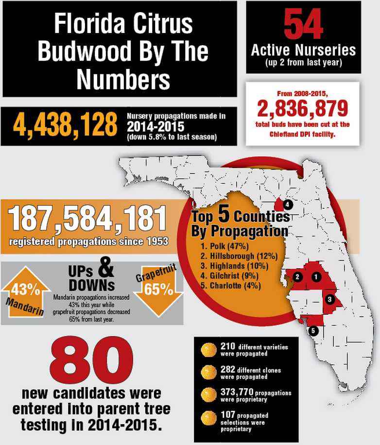 2014-2015 Florida Citrus Budwood infographic