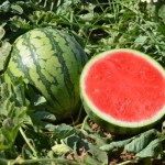 Ocelot watermelon from Hazera
