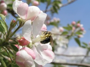 A miner bee on an apple blossom. (Photo Credit: Nancy Adamson)