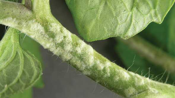edema on a vegetable plant