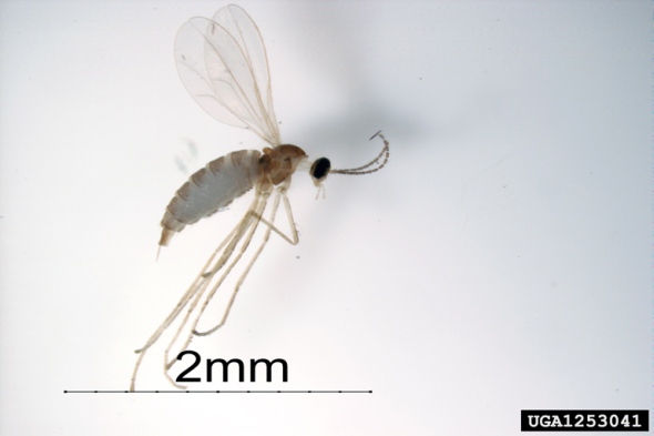 Swede midge, now in Michigan, typically spreads to new areas in infested transplant material. Photo credit: Susan Ellis, USDA APHIS PPQ, Bugwood.org