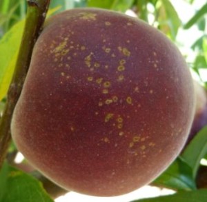 Bacterial spot fruit peach 2_KPeter