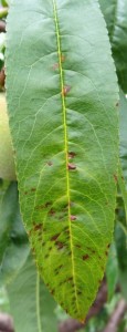 Bacterial spot peach leaf_KPeter