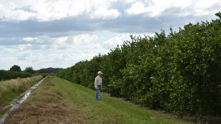 Florida Citrus Season is Here! How’s the Forecast?