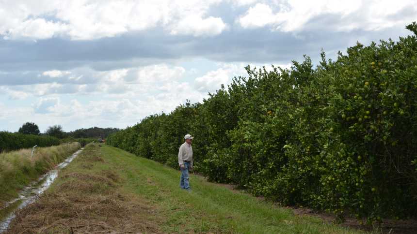 Grower Jonathan Brown of Bethel Farms inspects his citrus grove.