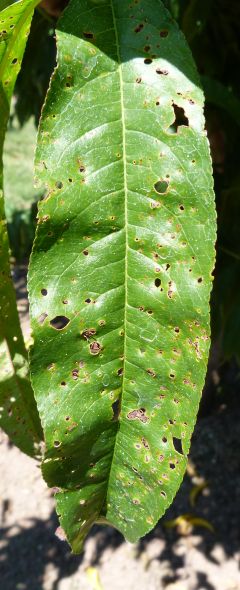 It's Easy To Misdiagnose Bacterial Spot On Peaches - Growing Produce