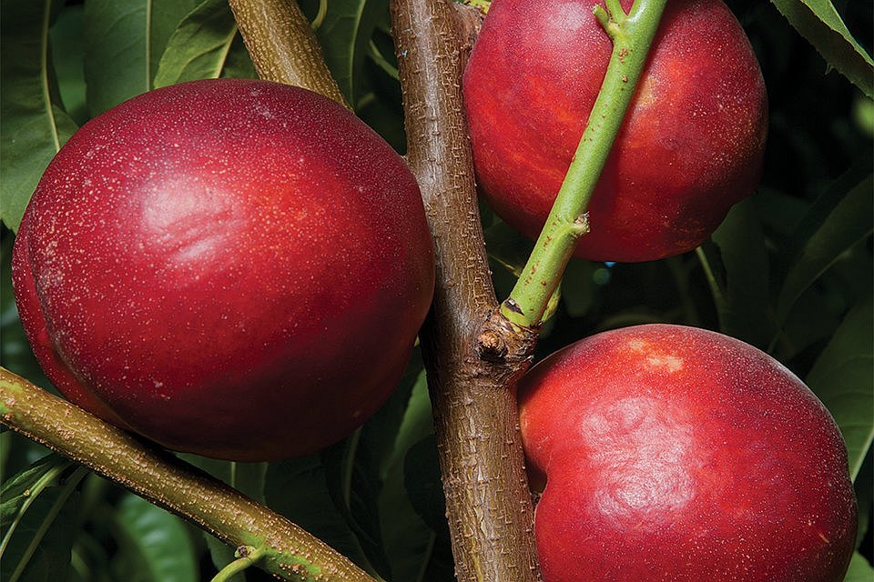 Dave Wilson Nursery 2016 Variety Showcase [Slideshow] Growing Produce