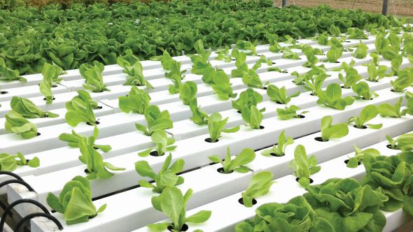 Increased customer demand led Good Harvest Farms to add hydroponic lettuce in 2000. Photo credit: Nexus Corp.