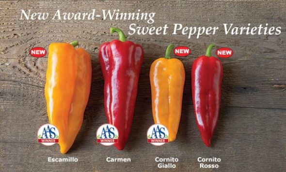 Johnny's receives two All-American Selections national awards recognizing its newest Corno di Toro pepper varieties. 