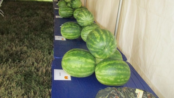 These watermelons were on display at Bayer CropScience Vegetable Seeds' field day, which was held in Florida earlier this month.