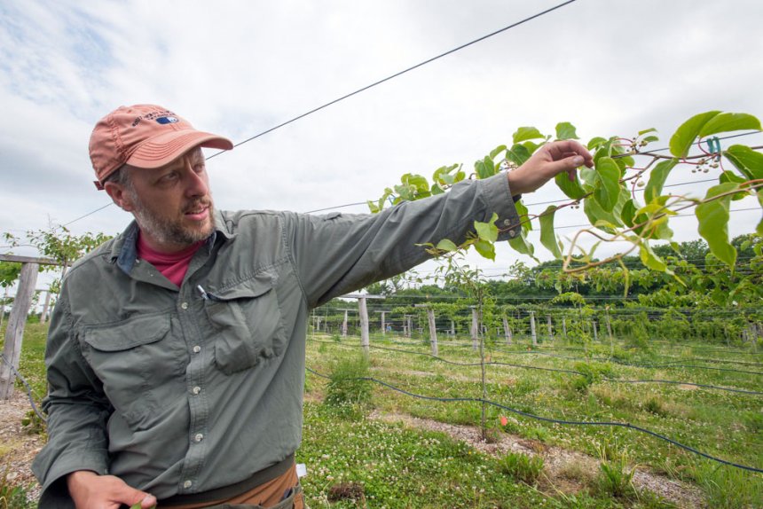 Iago Hale, a researcher with the New Hampshire Agricultural Experiment Station, is part of a team who received a USDA Rural Business Development Grant for $38,000 to conduct a market feasibility study to assess the viability of cold-hardy kiwifruit. (Photo credit: University of New Hampshire)