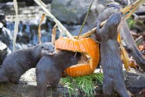 Sakata Seed America donated pumpkins to a Washington zoo for animal feedings, toys for the animals, pumpkin carving, fall displays, and activities for children attending the celebration.