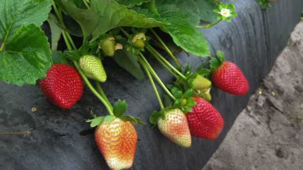 Florida Sensation strawberries