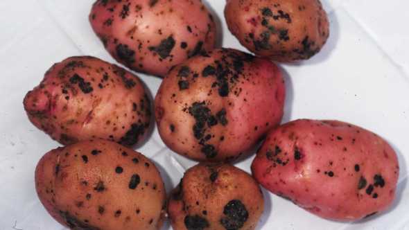 Black scurf and stem canker on a batch of potatoes