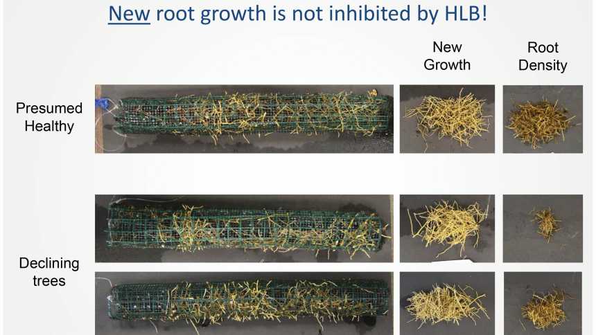 Graphic illustrating how new root growth is not inhibited by HLB