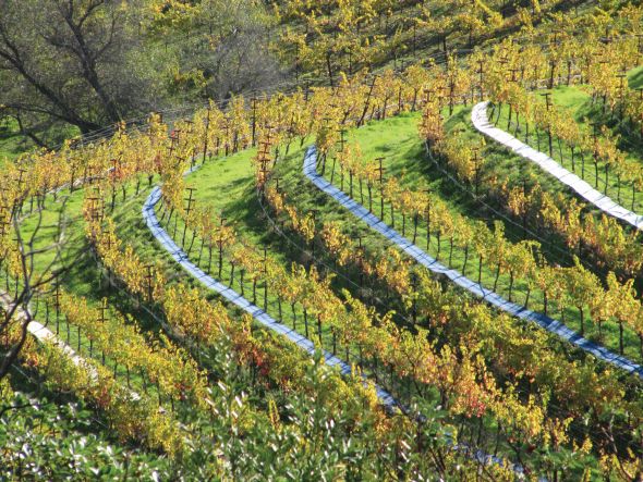 Old wool carpets help prevent erosion on this hillside vineyard farmed by Nord Viticultural Services.