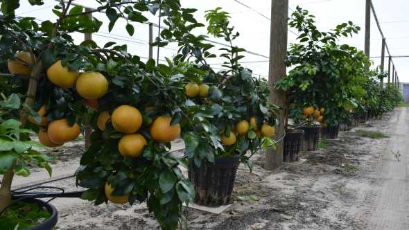 Hydroponic-managed citrus trees at UF/IFAS CREC