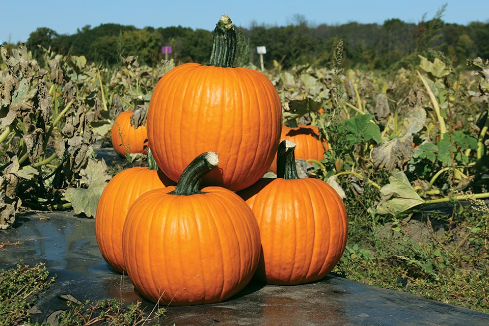 21 Pumpkin Varieties You Need To Know Growing Produce