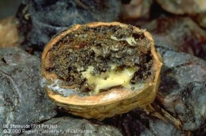 Navel orangeworm damage in walnut. Photo: UC Statewide IPM Project