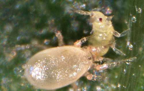 Amblyseius swirskii predatory mite feeding on a thrips