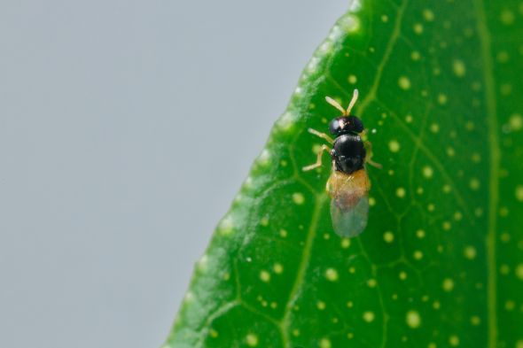 A female Diaphorencyrtus aligarhensis shown here is one wasp that specifically targets the Asian citrus psyllid. (Photo credit: Mike Lewis, CISR, UC-Riverside.)