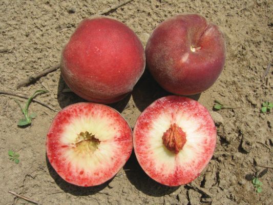 Some dark skin varieties will develop red flesh in some years, due to hot conditions or late-season applications of fungicide. (Photo credit: Bill Shane)