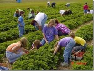 Group picking berries at Krupp Farm