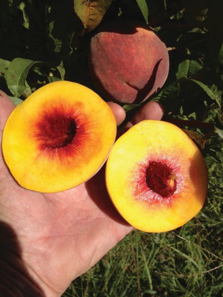 Some late-season varieties can develop fibrous flesh around the pit. (Photo credit: Bill Shane)