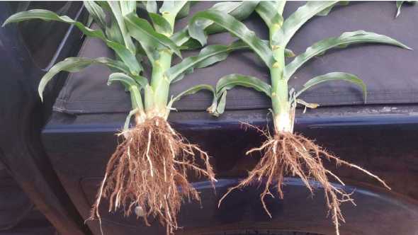 Plant root growth comparison using Quantum Growth fertilizer