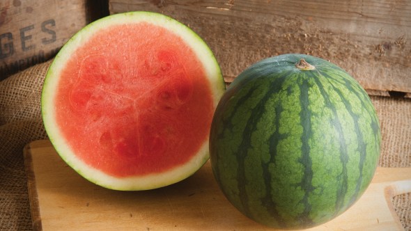 Sorbet watermelon for web